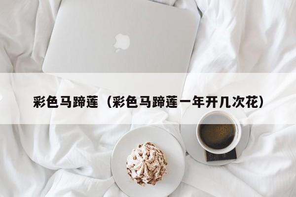彩色马蹄莲（彩色马蹄莲一年开几次花）