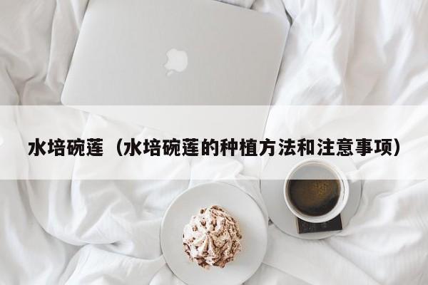 水培碗莲（水培碗莲的种植方法和注意事项）