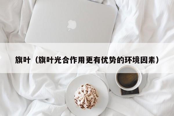 旗叶（旗叶光合作用更有优势的环境因素）