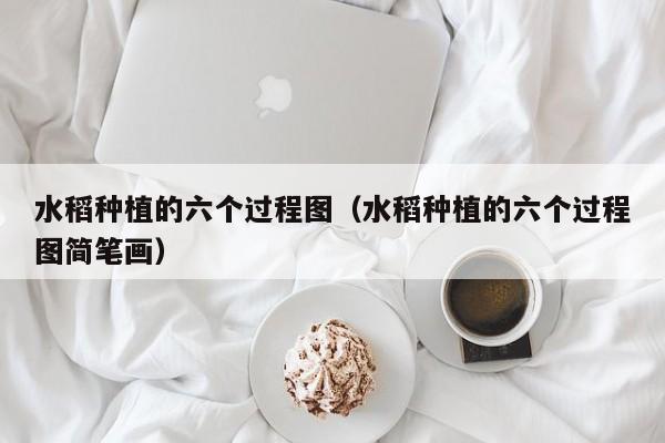 水稻种植的六个过程图（水稻种植的六个过程图简笔画）