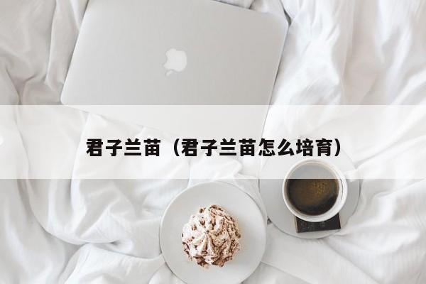 君子兰苗（君子兰苗怎么培育）