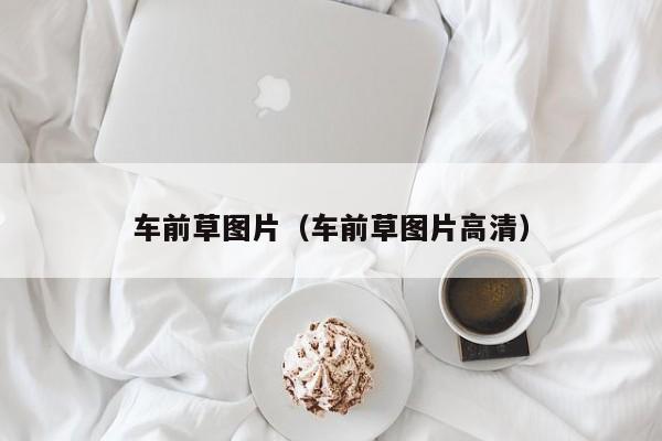 车前草图片（车前草图片高清）