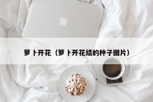 萝卜开花（萝卜开花结的种子图片）
