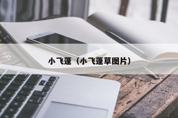 小飞蓬（小飞蓬草图片）