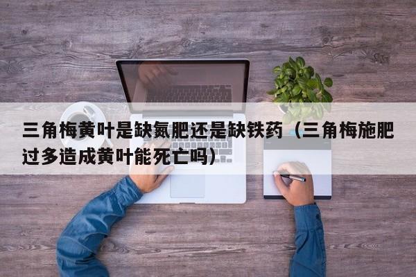 三角梅黄叶是缺氮肥还是缺铁药（三角梅施肥过多造成黄叶能死亡吗）