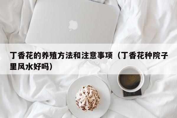 丁香花的养殖方法和注意事项（丁香花种院子里风水好吗）