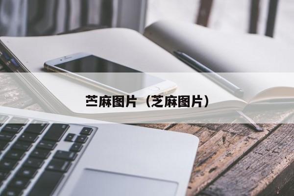 苎麻图片（芝麻图片）