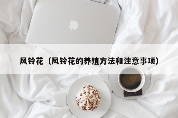 风铃花（风铃花的养殖方法和注意事项）