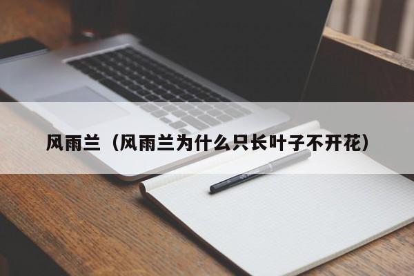 风雨兰（风雨兰为什么只长叶子不开花）