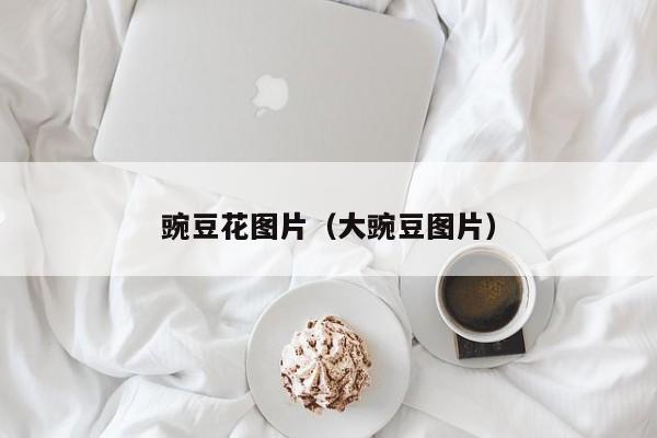 豌豆花图片（大豌豆图片）