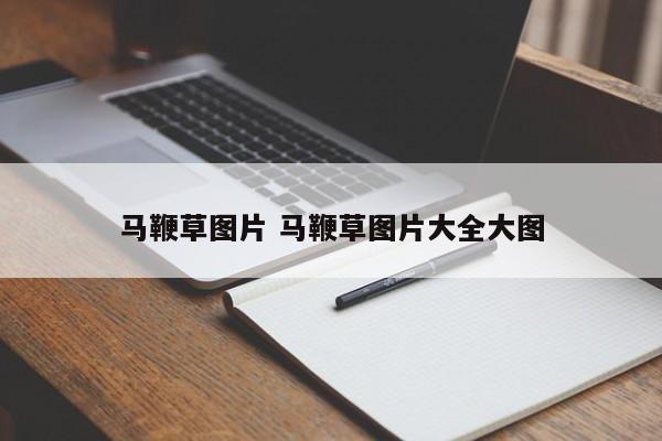 马鞭草图片 马鞭草图片大全大图