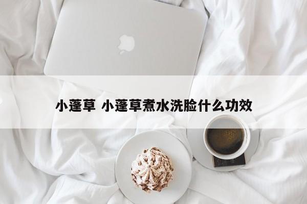 小蓬草 小蓬草煮水洗脸什么功效
