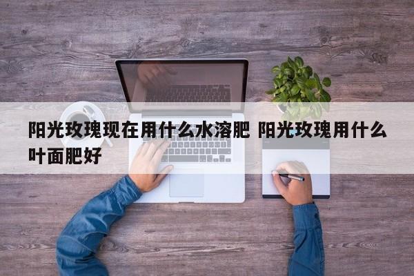 阳光玫瑰现在用什么水溶肥 阳光玫瑰用什么叶面肥好
